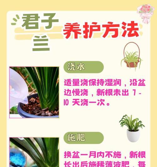 翻盆后君子兰的正确养护方法是什么？