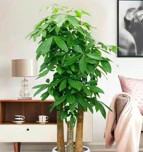 啤酒灌根对君子兰有何影响？如何正确进行浇水？
