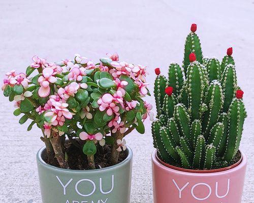 仙人掌团子盆栽的养护技巧有哪些？怎样才能养得更好？