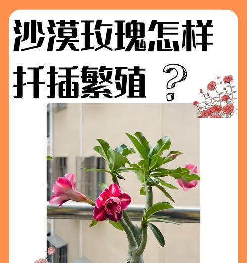 玫瑰花最佳扦插时间？扦插后的护理措施有哪些？
