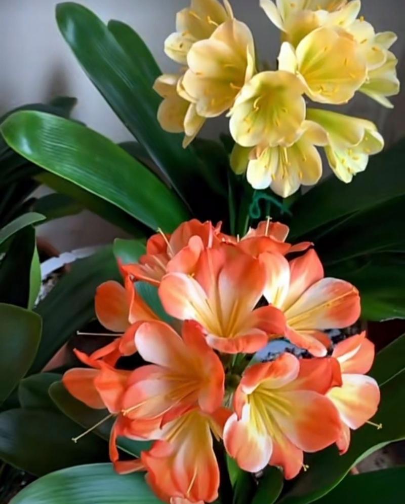 君子兰开花的条件是什么？
