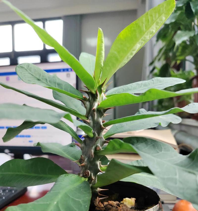 仙人掌叶子怎么洗掉的快？有没有简单有效的方法？