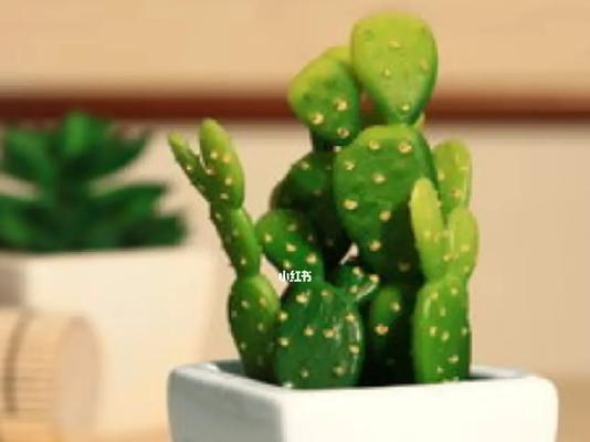 仙人掌叶子怎么洗掉的快？有没有简单有效的方法？