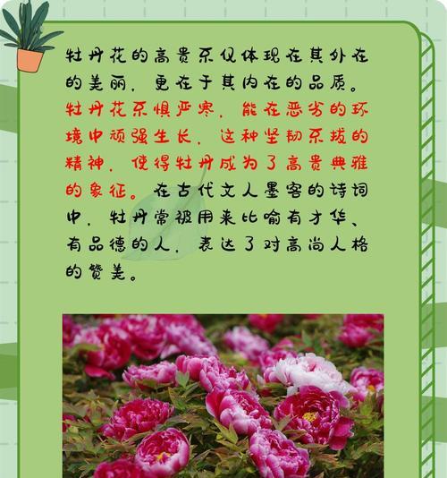 牡丹花的长期养护秘诀是什么？