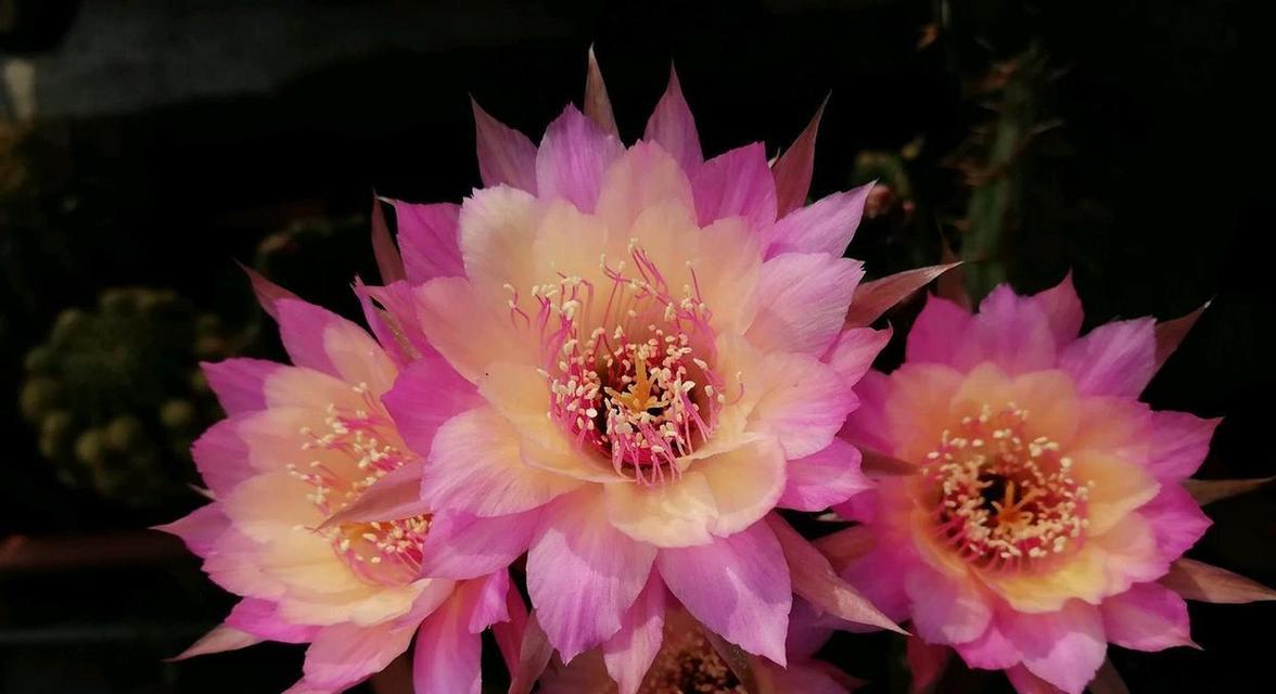 丽花仙人球花苞小的原因是什么？如何促进花苞长大？