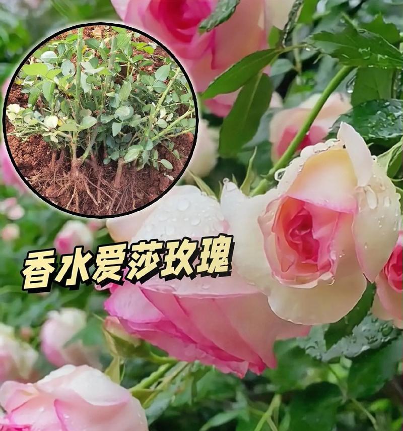 爱什么玫瑰花有哪些品种？各自的特性是什么？