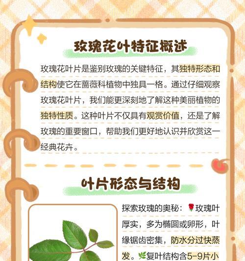 玫瑰花叶子稀少怎么办？可能的原因有哪些？