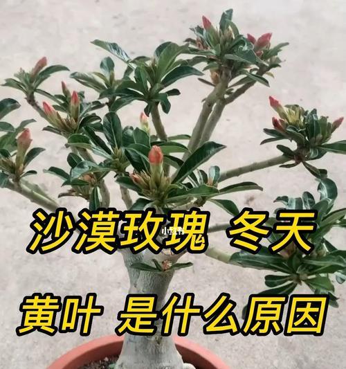 玫瑰花叶子稀少怎么办？可能的原因有哪些？