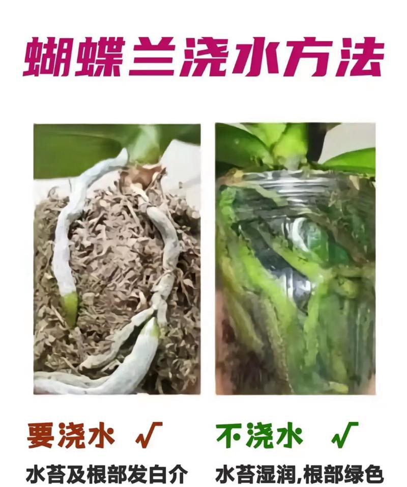 新买的君子兰到家后浇水的正确步骤是什么？