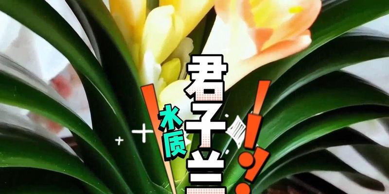 新买的君子兰到家后浇水的正确步骤是什么？