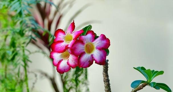 玫瑰花德罗斯怎么养殖的？德罗斯玫瑰的养殖要点是什么？