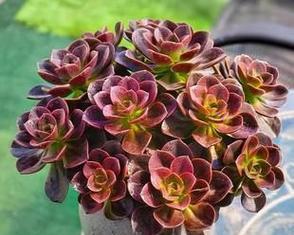 玫瑰花德罗斯怎么养殖的？德罗斯玫瑰的养殖要点是什么？