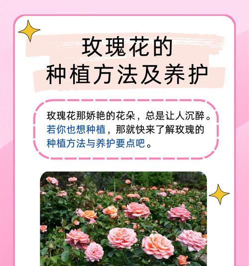 玫瑰花种子培养步骤？培养种子过程中应注意什么？