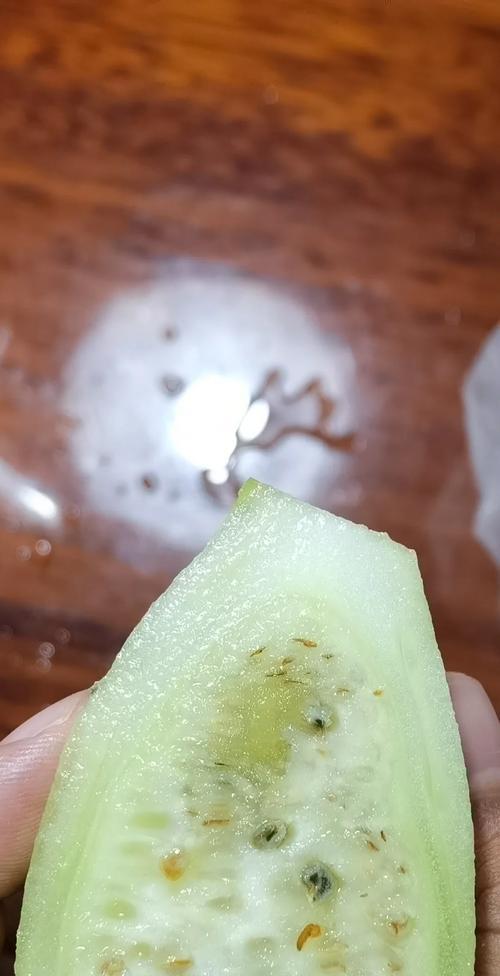 细毛刺仙人掌的养护技巧有哪些？如何避免毛刺脱落？