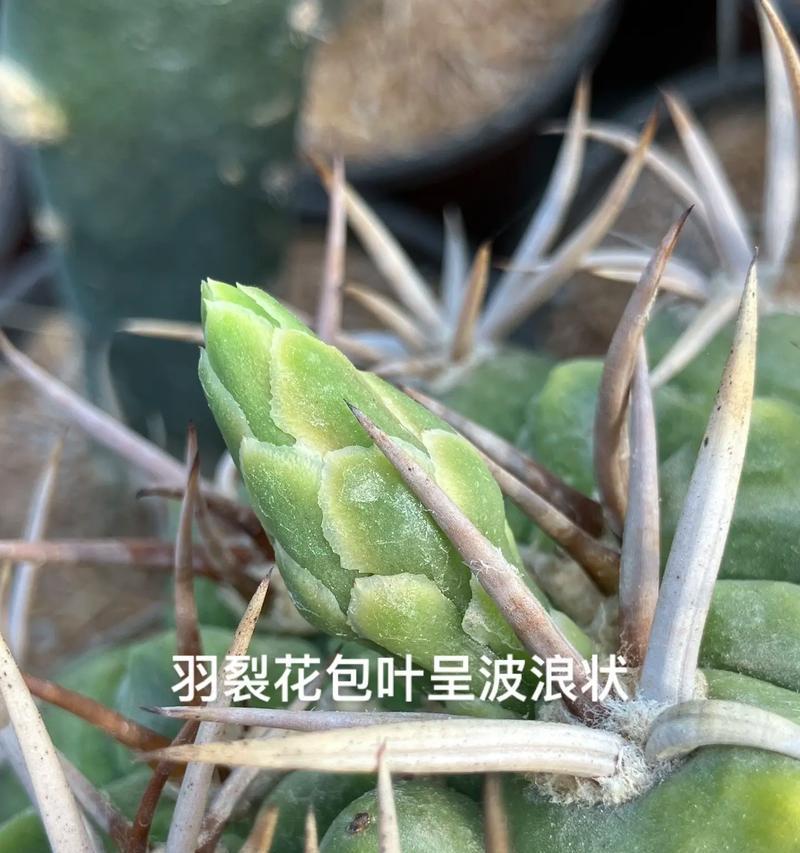 陈岩花卉仙人掌开花的秘诀是什么？