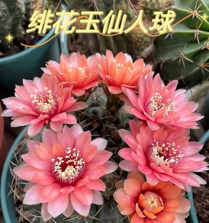 仙人球球体发黄是什么原因？如何解决仙人球发黄的问题？