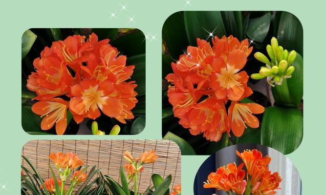 使用君子兰喷叶促花剂多久能见效？