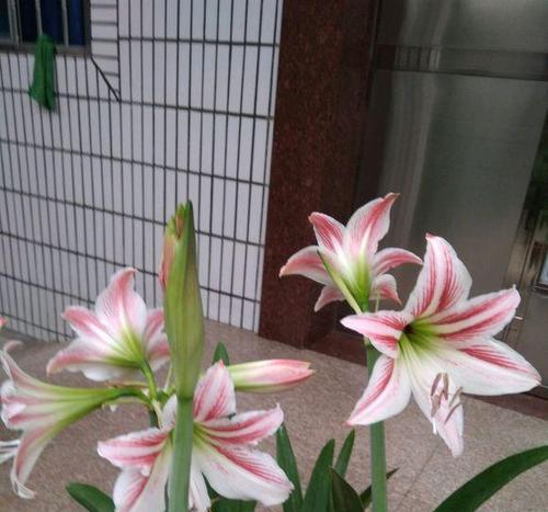 使用君子兰喷叶促花剂多久能见效？