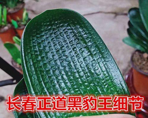 君子兰东北短叶怎么养护和管理最有效？