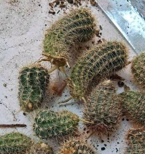 仙人球丽花如何在花盆中种植？种植时需注意哪些要点？