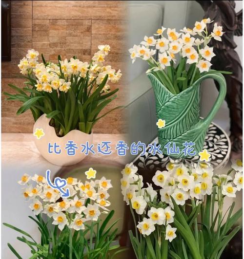 仙人球丽花如何在花盆中种植？种植时需注意哪些要点？