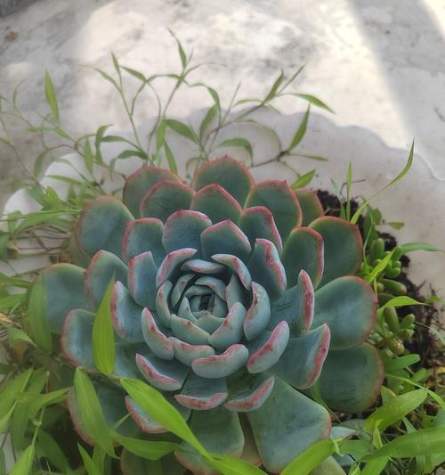 仙人球丽花如何在花盆中种植？种植时需注意哪些要点？