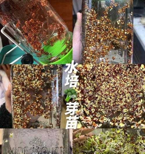 玫瑰花水培种植长芽的步骤是什么？