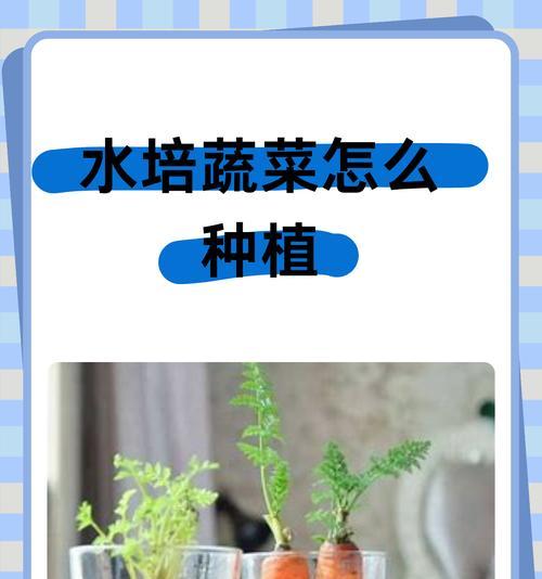 玫瑰花水培种植长芽的步骤是什么？