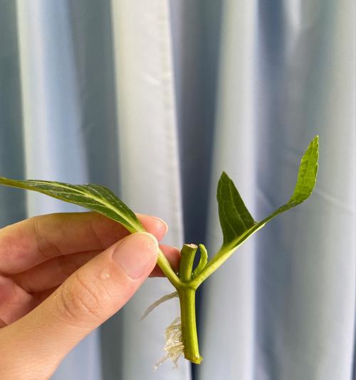 玫瑰花水培种植长芽的步骤是什么？