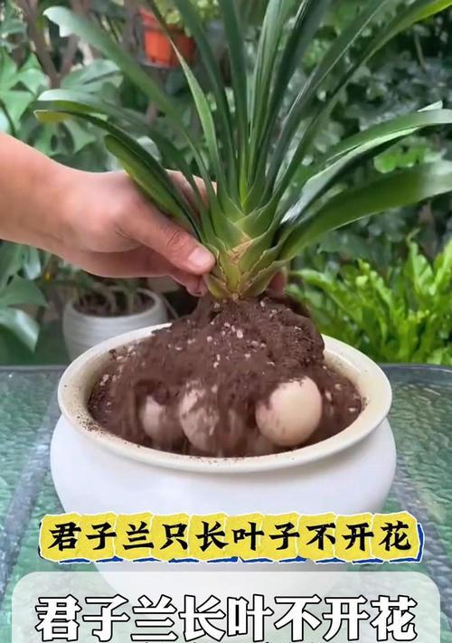 君子兰冬季叶子冻软如何处理？预防措施是什么？