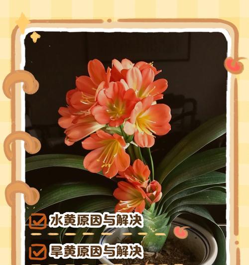君子兰冬季叶子冻软如何处理？预防措施是什么？