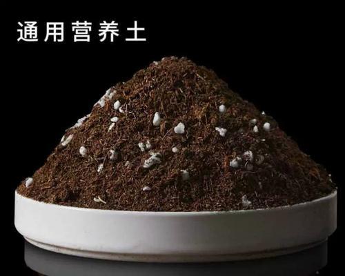 君子兰土专用土花盆使用方法是什么？