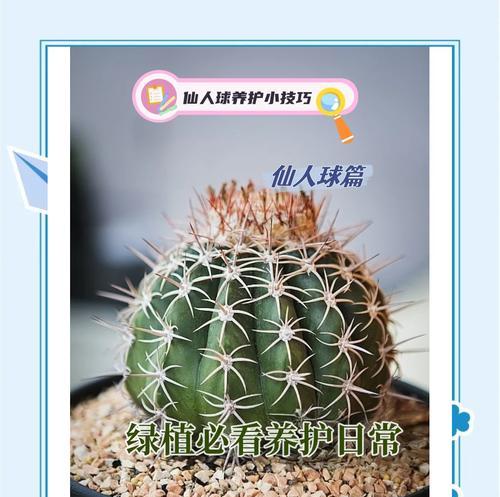花彩草仙人球的养护管理技巧有哪些？