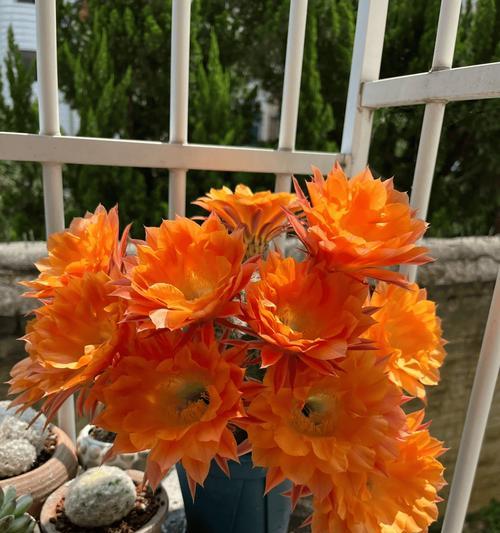 花彩草仙人球的养护管理技巧有哪些？