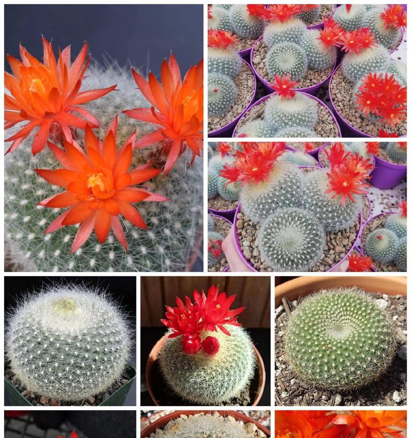 仙人掌球红花养护方法是什么？