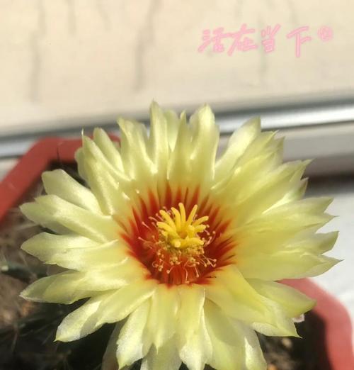 仙人掌球红花养护方法是什么？