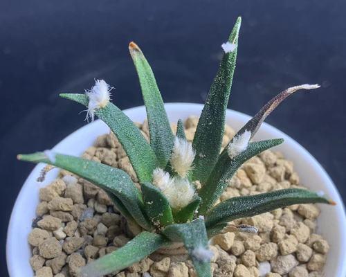 仙人掌球红花养护方法是什么？