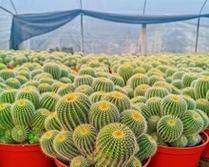 盆栽仙人球假山好养吗？假山养护仙人球的方法是什么？