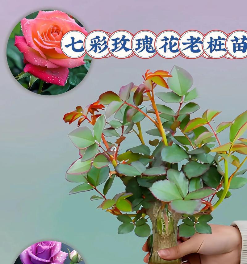 玫瑰花出芽子需要多少天？