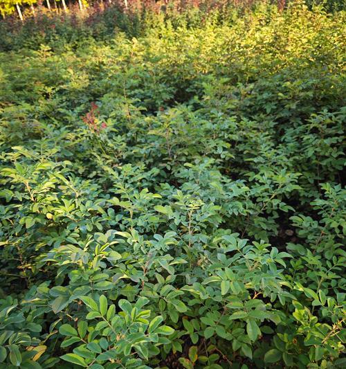 田园土中种植玫瑰花的方法是什么？田园土对玫瑰花生长的影响如何？