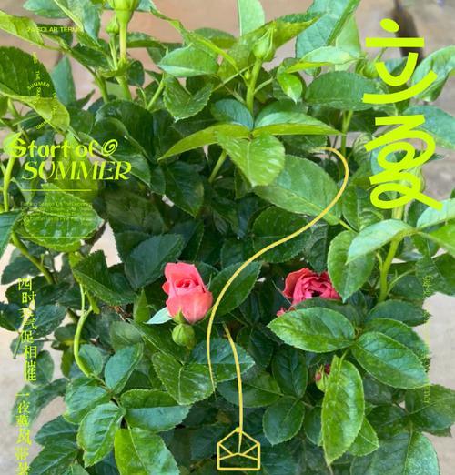 田园土中种植玫瑰花的方法是什么？田园土对玫瑰花生长的影响如何？