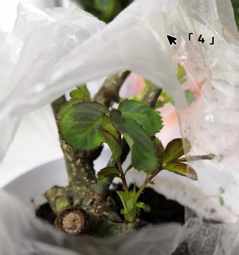 白色玫瑰花老桩的养护技巧有哪些？如何保持其良好状态？