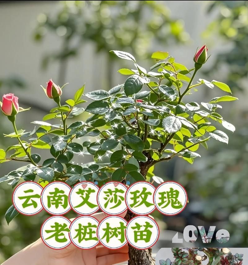 白色玫瑰花老桩的养护技巧有哪些？如何保持其良好状态？