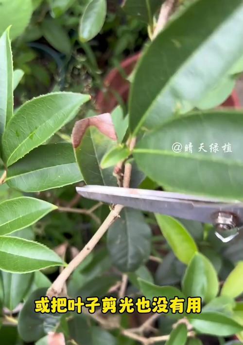 大长叶君子兰叶边发黄的原因是什么？如何处理？