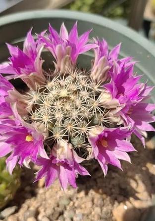 哪些仙人球品种适合开花？推荐有哪些？