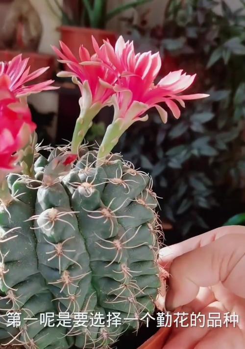 仙人球小花儿的正确养护技巧是什么？