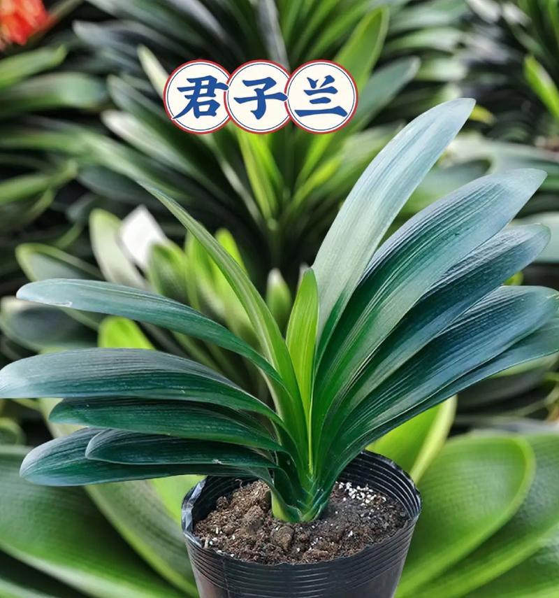 君子兰有哪些名贵品种？