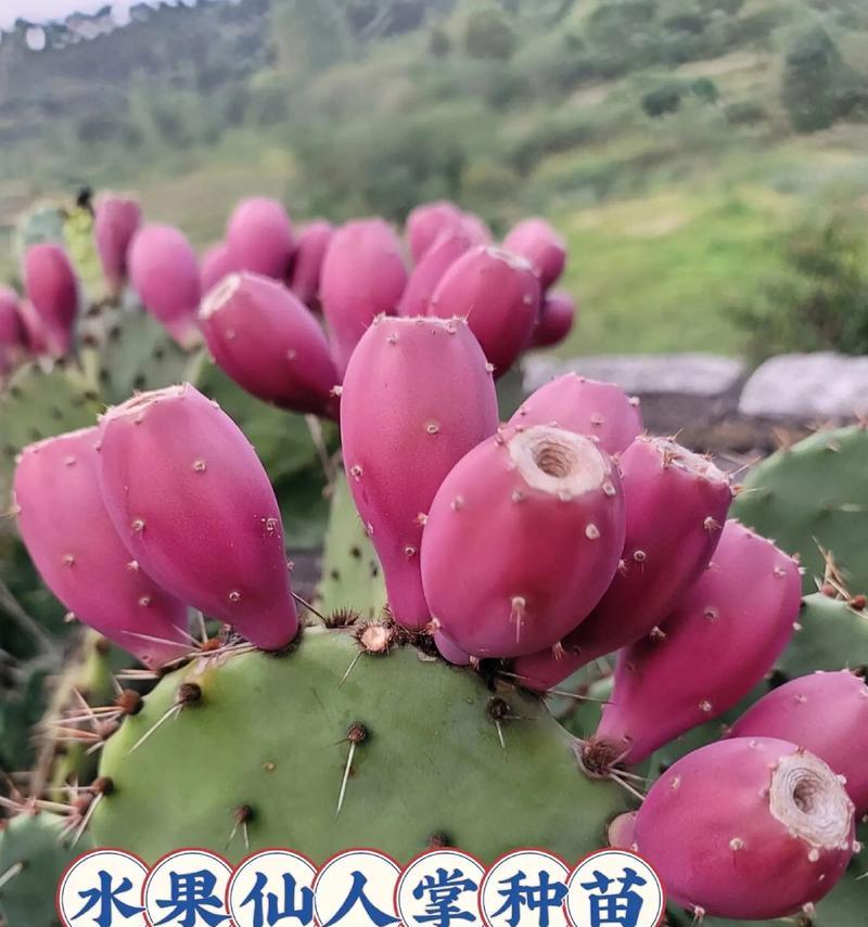仙人球盆栽出现果实正常吗？如何处理？