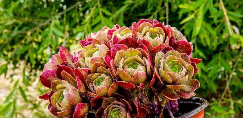 玫瑰花种植适宜的土壤温度是多少？