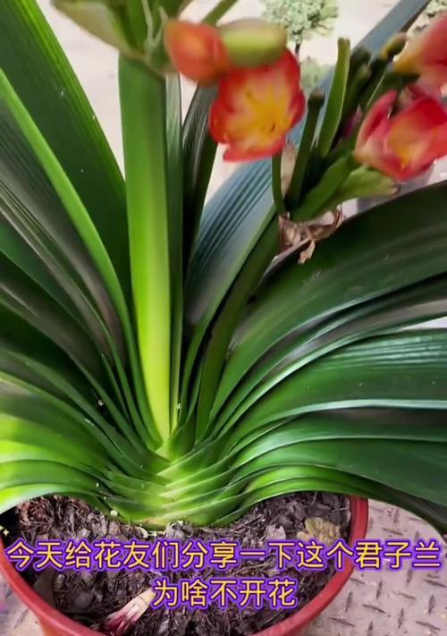 君子兰种植后多久生根发芽？怎样促进快速生长？